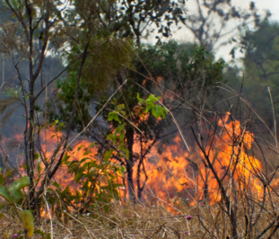 Bushfire Awareness Training