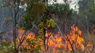 Bushfire Awareness Training