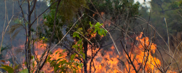 Bushfire Awareness Training