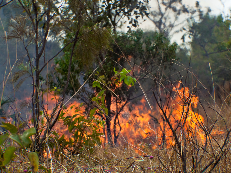 Bushfire Awareness Training